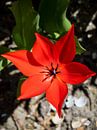 Rote Blume scharf von Martijn Tilroe Miniaturansicht