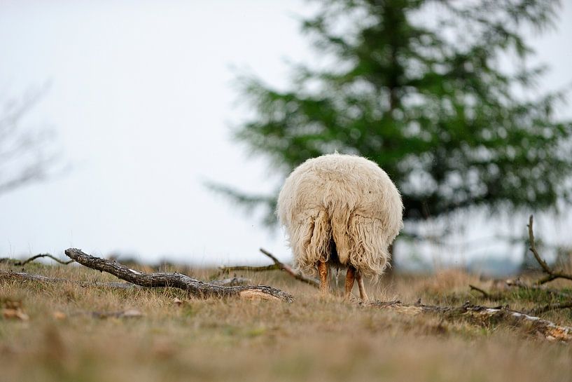 Drents sheep by Merijn van der Vliet