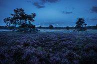 Heideveld tijdens blauwe uur van Dannis van der Heiden thumbnail