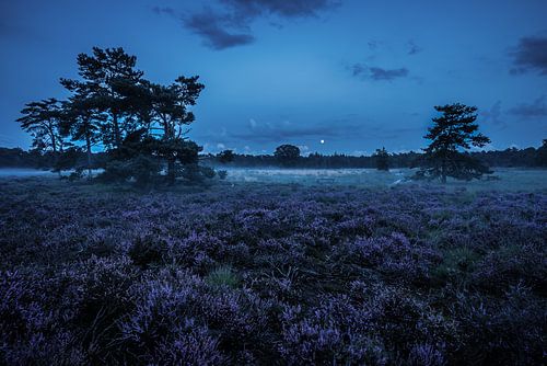 Heideveld tijdens blauwe uur