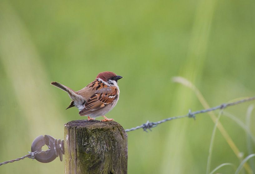 Perky ring sparrow by Natuurpracht   Kees Doornenbal