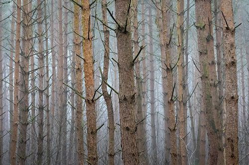 Mistig naaldbos van Betty van Engelen