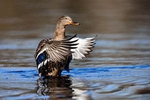 Stockente (Anas platyrhynchos) von Dirk Rüter