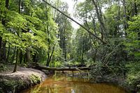 in het bos met omgewaaide boom over het beekje