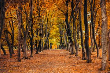 Sentier pédestre à travers une forêt de hêtres lors d'une journée d'automne sur Sjoerd van der Wal Photographie