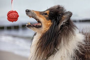 Speels bontneusje van t.ART