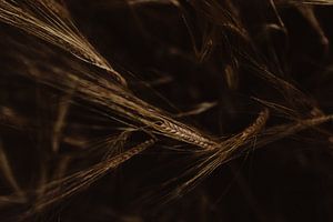 Grainfield