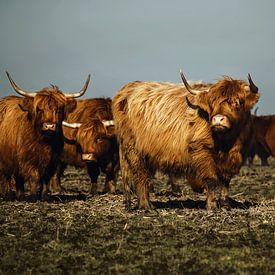 Schotse Hooglanders op Lauwersoog van EMVDS photography