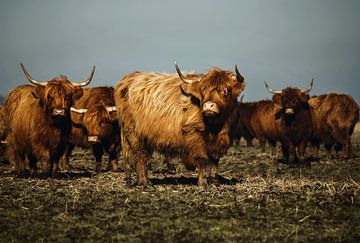 Highland Cow on Lauwersoog by EMVDS photography