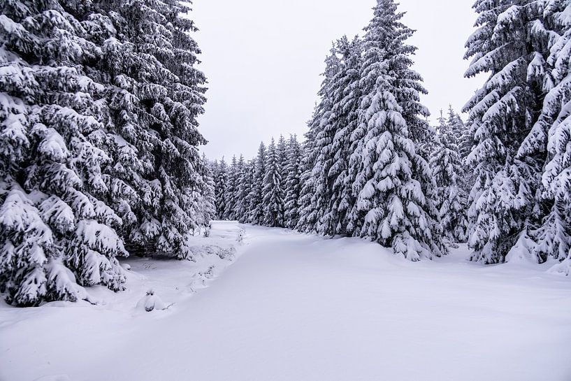 Petite randonnée hivernale dans la neige profonde de la forêt de Thuringe près d'Oberhof - Thuringe - Allemagne par Oliver Hlavaty