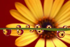Yellow Beauty, Yellow Daisy in water droplets
