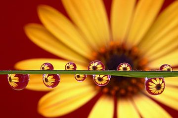 Yellow Beauty, Yellow Daisy in water droplets by Inge van den Brande