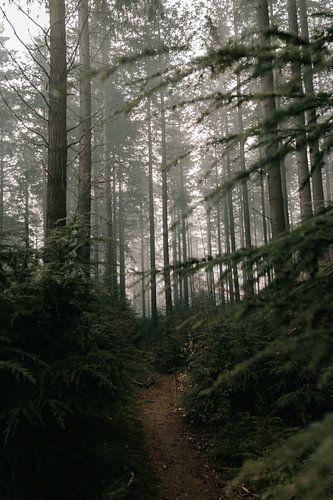 Nebliger Wald Veluwe