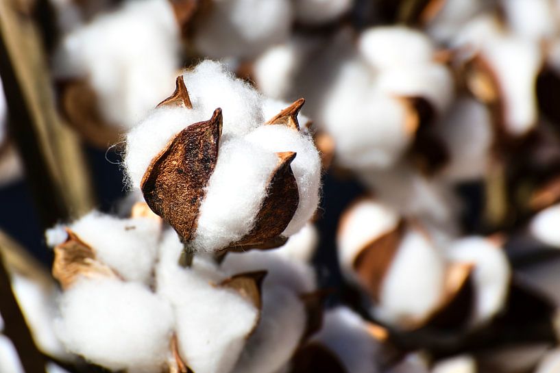 Close up of cotton with cotton fibers by Dieter Walther