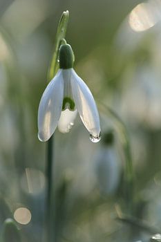 Sneeuwklokje in de ochtendzon