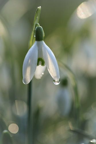Snowdrop in the morning sun by Eefje John