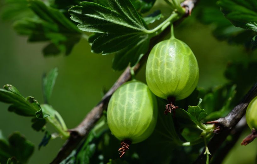 gooseberries on bush by Ulrike Leone