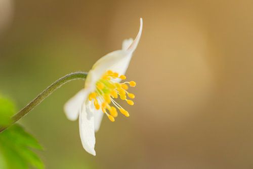 Anemoon in de lente