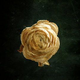 Wilted ranunculus by Andreas Berheide Photography