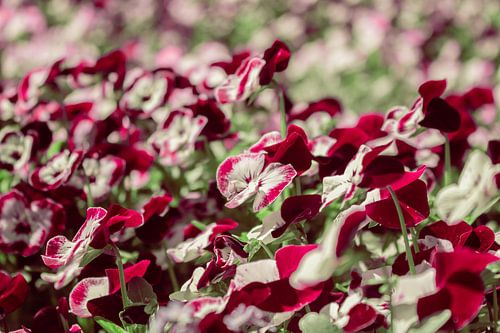 Viooltje - Viola ×wittrockiana