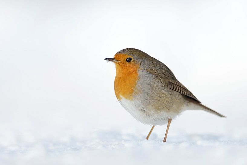 Robin Redbreast ( Erithacus rubecula ) in snow, fluffy plumage, cold winter, wildlife, Europe. by wunderbare Erde