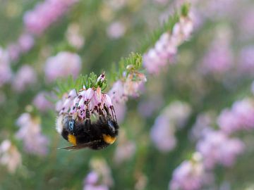 De lente is onderweg! van Cynthia Derksen