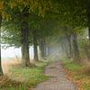 Allée de charmes en automne avec brouillard sur Holger W. Spieker