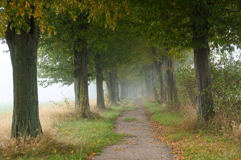 Hainbuchenallee im Herbst mit Nebel von Holger W. Spieker