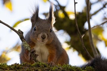 Eichhörnchen (Oachkatzl)  in einem Baum