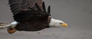 Bald Eagle by Menno Schaefer