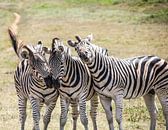 drie zebra's van Ivo de Rooij thumbnail