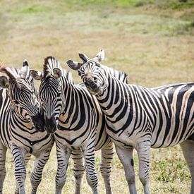 three zebras by Ivo de Rooij