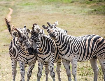 drie zebra's van Ivo de Rooij