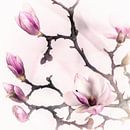magnolia van MadebyGreet thumbnail