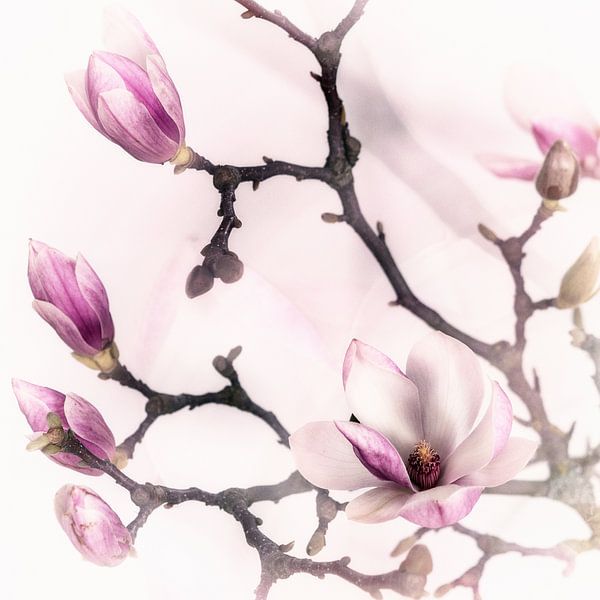 magnolia par MadebyGreet