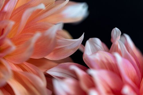 dahlia's uit eigen tuin