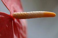 Flamingo bloem Anthurium