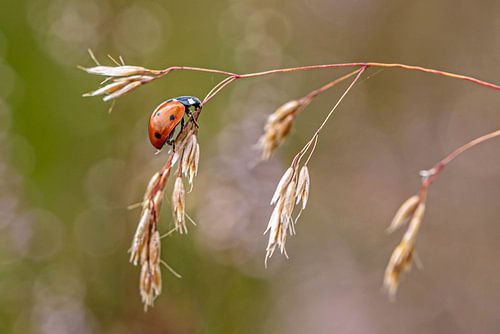 Lady bug