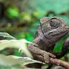Caméléon sur la route sur Stella Ammerlaan