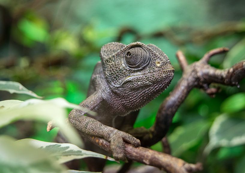 Chameleon on the road by Stella Ammerlaan