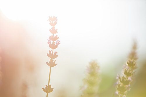 Lavendel 3