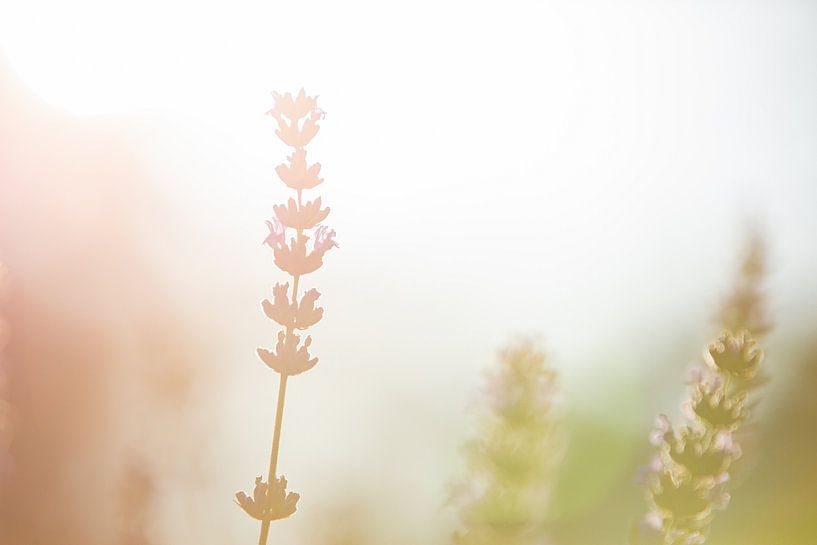 Lavendel 3 van Gijs de Kruijf