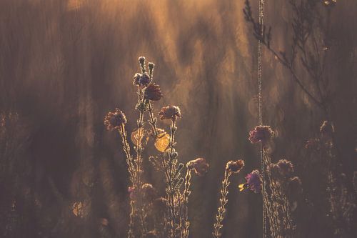 Planken Wambuis part 112