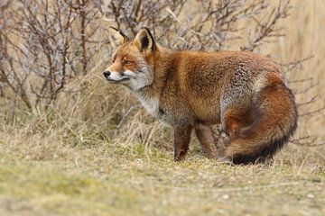 Vos (Vulpes vulpes) van Ronald Pol