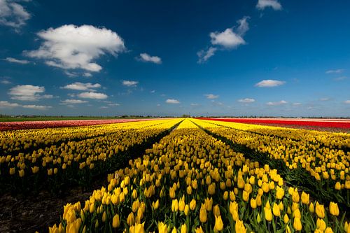 Bollenstreek - gele en rode tulpen - Nederland