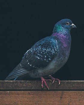 Farbige Taube auf einem Holzbalken