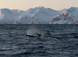 Orcas troop by Merijn Loch