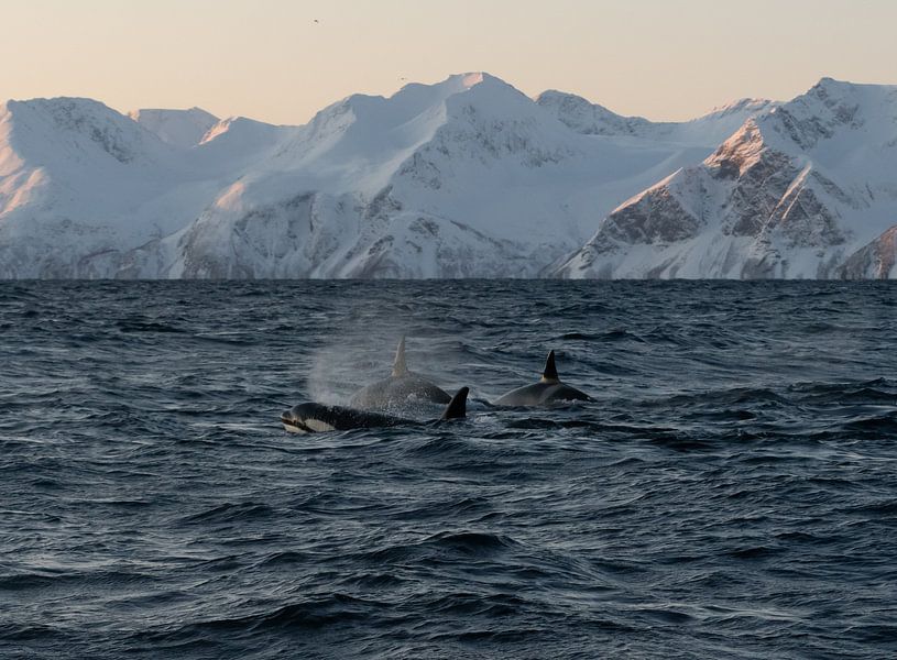 Orcas-Truppe von Merijn Loch