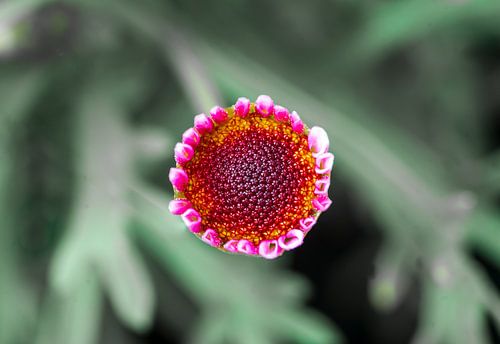 Marguerite espagnole