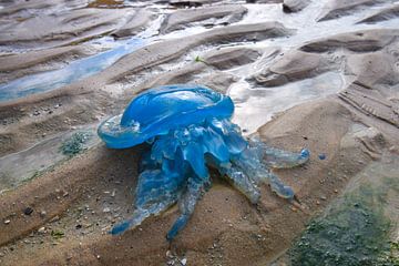 Felblauwe kwal met tentakels op het strand van Studio LE-gals